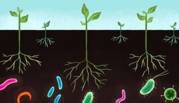 Борьба с почвенными патогенами становится необходимостью в АПК